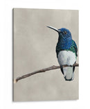 Belleza Alada Ii - Naomi McCavitt | Cuadro decorativo de Canvas Lab