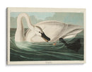 Pl 406 Trompetista Cisne - John James Audubon | Cuadro decorativo de Canvas Lab