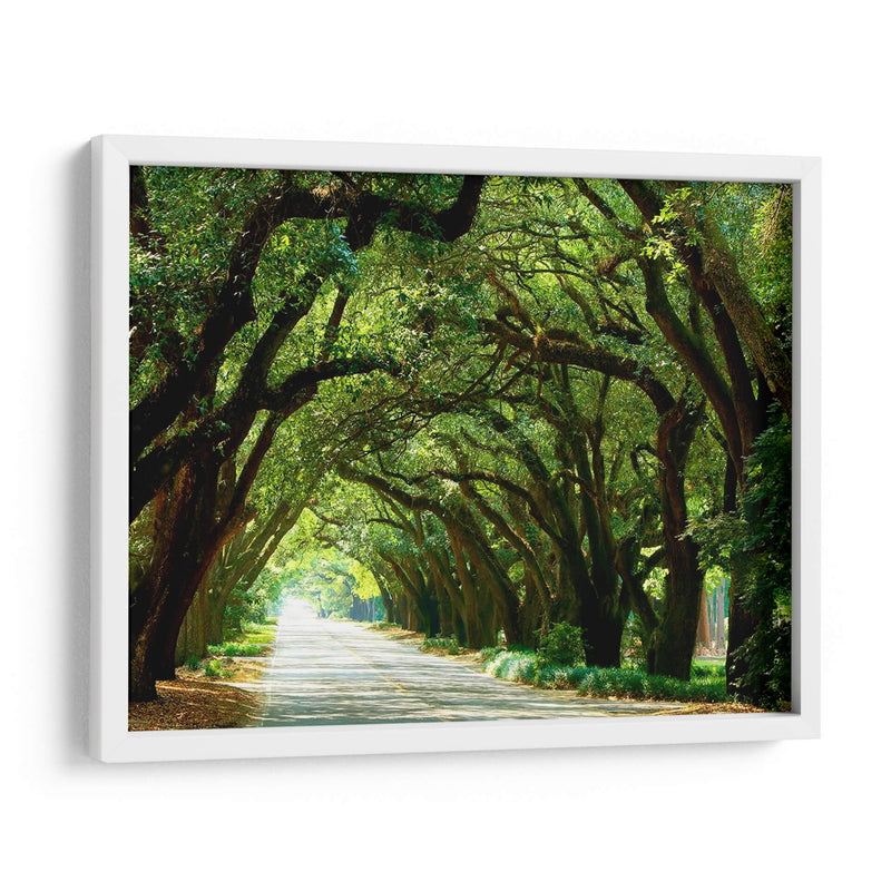 Carretera De Canopy I - James McLoughlin | Cuadro decorativo de Canvas Lab