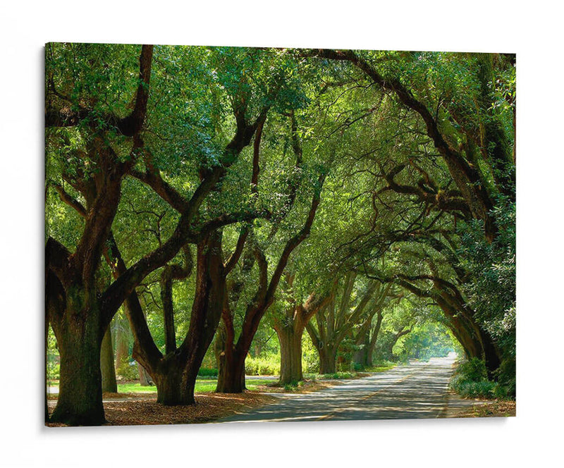 Canopy Road Ii - James McLoughlin | Cuadro decorativo de Canvas Lab