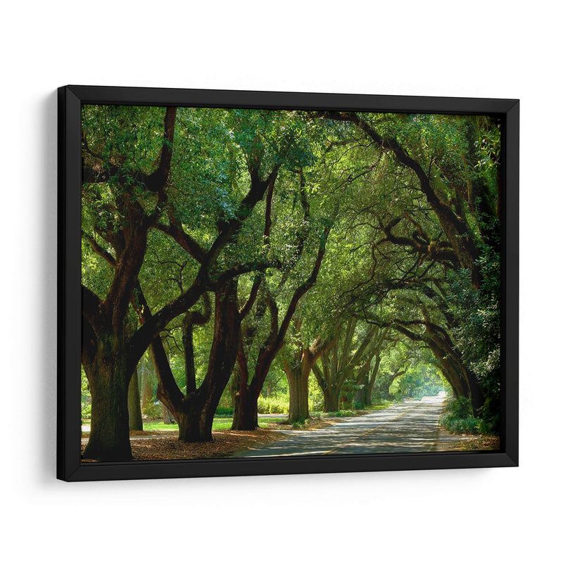 Canopy Road Ii - James McLoughlin | Cuadro decorativo de Canvas Lab