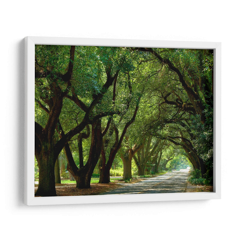 Canopy Road Ii - James McLoughlin | Cuadro decorativo de Canvas Lab