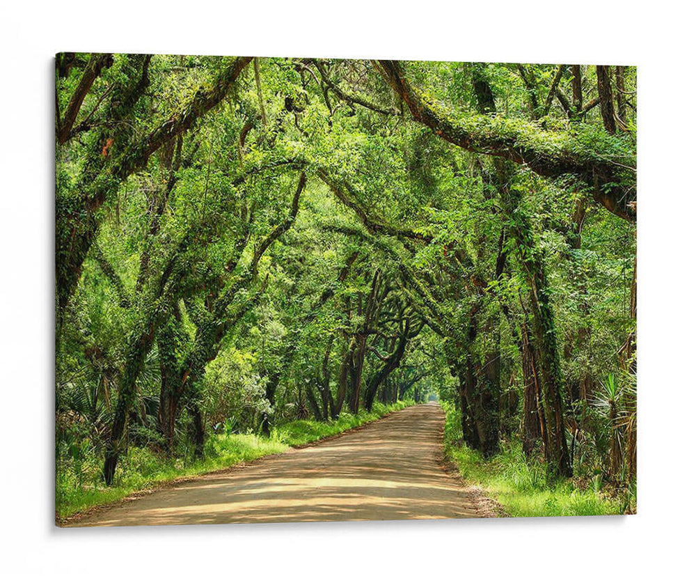 Canopy Road Iii - James McLoughlin | Cuadro decorativo de Canvas Lab