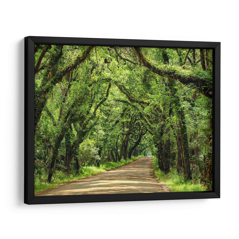 Canopy Road Iii - James McLoughlin | Cuadro decorativo de Canvas Lab