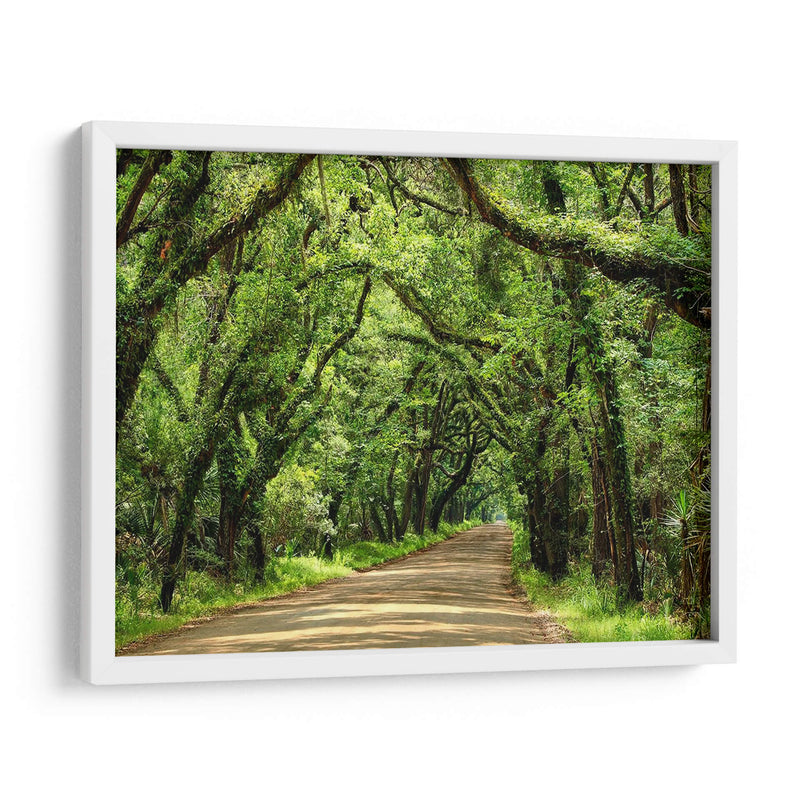 Canopy Road Iii - James McLoughlin | Cuadro decorativo de Canvas Lab