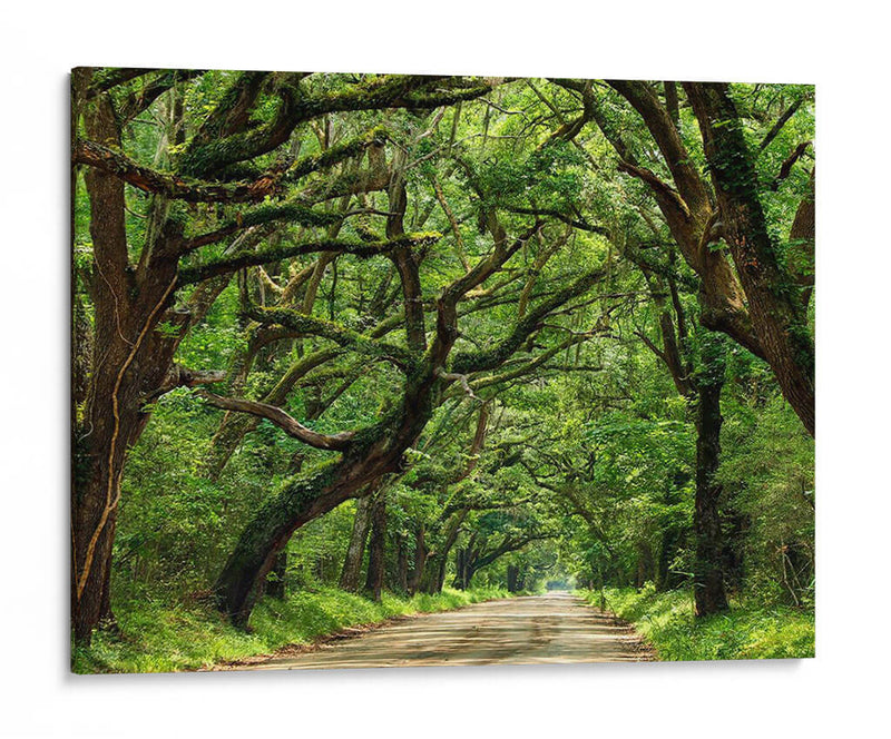 Canopy Road Iv - James McLoughlin | Cuadro decorativo de Canvas Lab