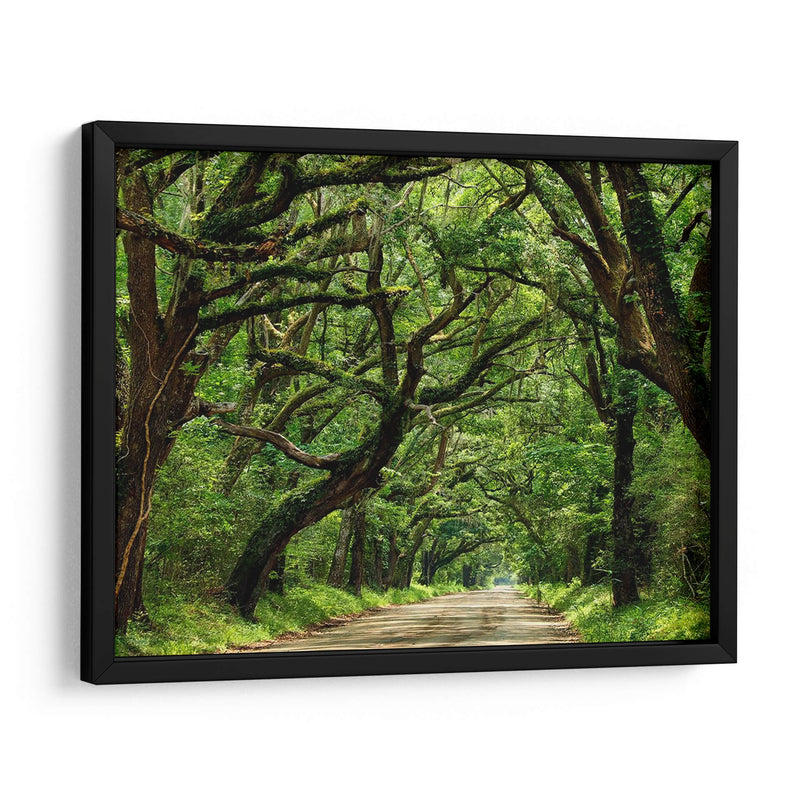 Canopy Road Iv - James McLoughlin | Cuadro decorativo de Canvas Lab