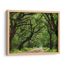 Canopy Road Iv - James McLoughlin | Cuadro decorativo de Canvas Lab