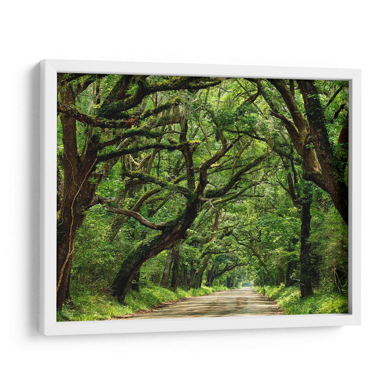 Canopy Road Iv - James McLoughlin | Cuadro decorativo de Canvas Lab