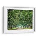 Canopy Road Vi - James McLoughlin | Cuadro decorativo de Canvas Lab