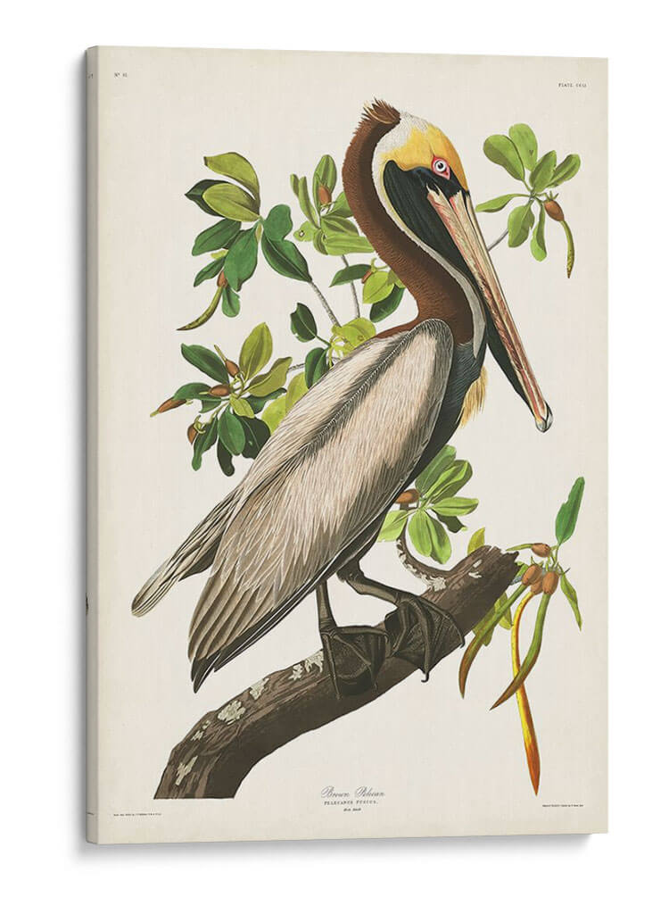 Pl 251 Pelican Marrón - John James Audubon | Cuadro decorativo de Canvas Lab
