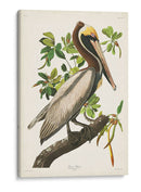 Pl 251 Pelican Marrón - John James Audubon | Cuadro decorativo de Canvas Lab