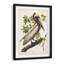 Pl 251 Pelican Marrón - John James Audubon | Cuadro decorativo de Canvas Lab
