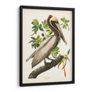 Pl 251 Pelican Marrón - John James Audubon | Cuadro decorativo de Canvas Lab