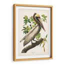 Pl 251 Pelican Marrón - John James Audubon | Cuadro decorativo de Canvas Lab