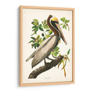 Pl 251 Pelican Marrón - John James Audubon | Cuadro decorativo de Canvas Lab