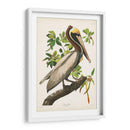 Pl 251 Pelican Marrón - John James Audubon | Cuadro decorativo de Canvas Lab