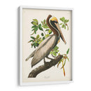 Pl 251 Pelican Marrón - John James Audubon | Cuadro decorativo de Canvas Lab