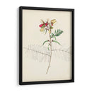 Bocetos Botánicos De Acuarela Ii | Cuadro decorativo de Canvas Lab