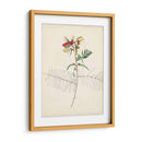 Bocetos Botánicos De Acuarela Ii | Cuadro decorativo de Canvas Lab