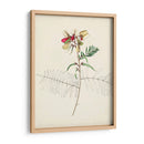 Bocetos Botánicos De Acuarela Ii | Cuadro decorativo de Canvas Lab