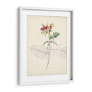 Bocetos Botánicos De Acuarela Ii | Cuadro decorativo de Canvas Lab