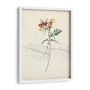 Bocetos Botánicos De Acuarela Ii | Cuadro decorativo de Canvas Lab