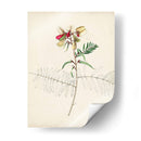 Bocetos Botánicos De Acuarela Ii | Cuadro decorativo de Canvas Lab