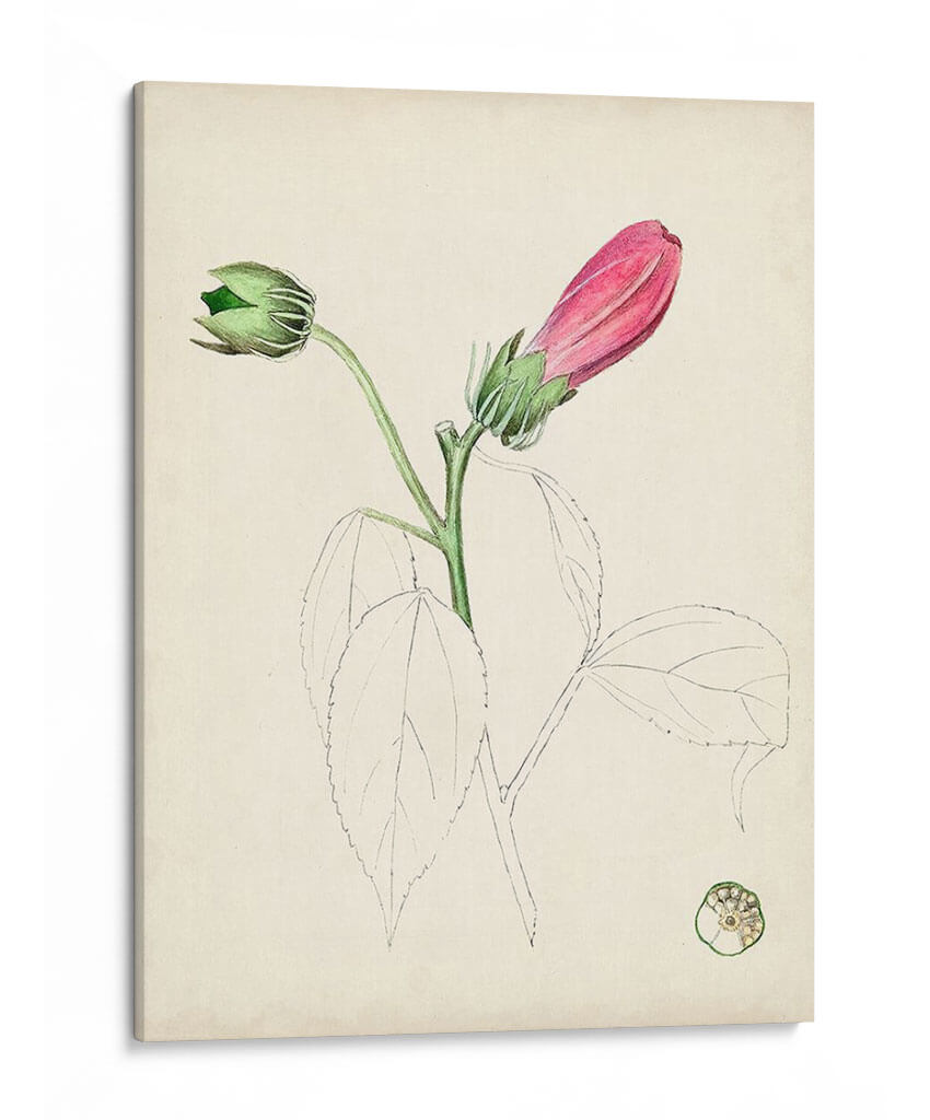Bocetos Botánicos De Acuarela Iv | Cuadro decorativo de Canvas Lab