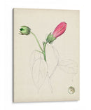 Bocetos Botánicos De Acuarela Iv | Cuadro decorativo de Canvas Lab