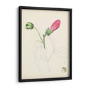 Bocetos Botánicos De Acuarela Iv | Cuadro decorativo de Canvas Lab