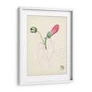 Bocetos Botánicos De Acuarela Iv | Cuadro decorativo de Canvas Lab
