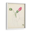 Bocetos Botánicos De Acuarela Iv | Cuadro decorativo de Canvas Lab