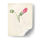 Bocetos Botánicos De Acuarela Iv | Cuadro decorativo de Canvas Lab