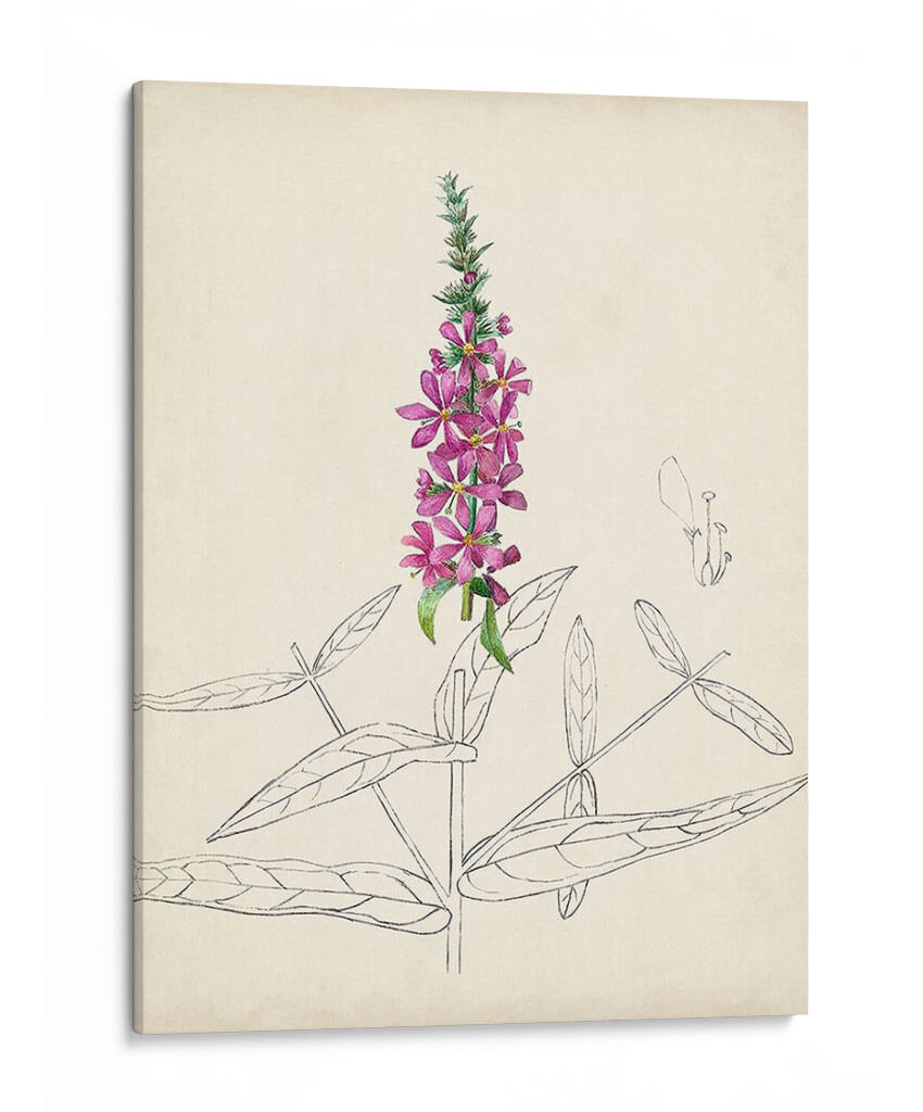 Acuarela Bocetos Botánicos V | Cuadro decorativo de Canvas Lab