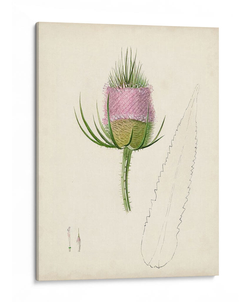 Bocetos Botánicos De Acuarela Viii | Cuadro decorativo de Canvas Lab