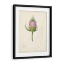 Bocetos Botánicos De Acuarela Viii | Cuadro decorativo de Canvas Lab