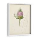 Bocetos Botánicos De Acuarela Viii | Cuadro decorativo de Canvas Lab