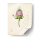 Bocetos Botánicos De Acuarela Viii | Cuadro decorativo de Canvas Lab