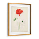 Bocetos Botánicos De Acuarela Ix | Cuadro decorativo de Canvas Lab
