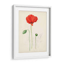 Bocetos Botánicos De Acuarela Ix | Cuadro decorativo de Canvas Lab