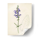 Bocetos Botánicos De Acuarela X | Cuadro decorativo de Canvas Lab