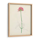 Bocetos Botánicos De Acuarela Xi | Cuadro decorativo de Canvas Lab