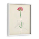 Bocetos Botánicos De Acuarela Xi | Cuadro decorativo de Canvas Lab