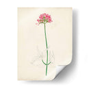 Bocetos Botánicos De Acuarela Xi | Cuadro decorativo de Canvas Lab