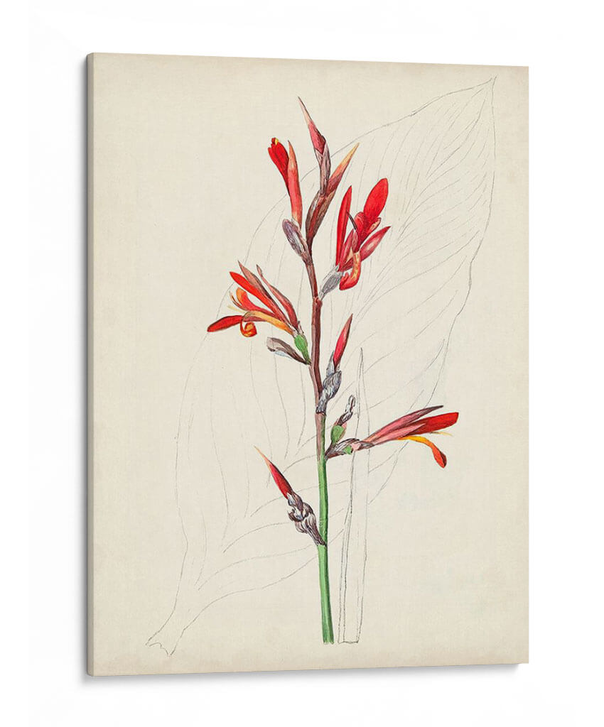 Bocetos Botánicos De Acuarela Xii | Cuadro decorativo de Canvas Lab