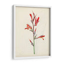 Bocetos Botánicos De Acuarela Xii | Cuadro decorativo de Canvas Lab