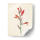 Bocetos Botánicos De Acuarela Xii | Cuadro decorativo de Canvas Lab