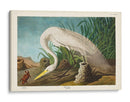 Pl 386 Garza Blanca - John James Audubon | Cuadro decorativo de Canvas Lab