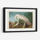 Pl 386 Garza Blanca - John James Audubon | Cuadro decorativo de Canvas Lab